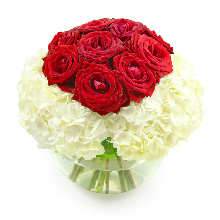 An elegant floral centerpiece showcases a dramatic contrast of colour and texture: a domed cluster of red roses poised above a generous cloud of white hydrangeas, all nestled inside a round, bowl-like glass vase. The arrangement is photographed against a brilliant white background, allowing the eye to rest completely on the interplay between crimson and cream. At the top, about ten velvety red roses are massed tightly together, forming a neat, rounded crown. Their petals are layered in classic spiral form, some blooms fully open and lush, others slightly more compact, giving a sense of movement and life. The red is a deep, romantic shade, evoking candlelit anniversary dinners on quiet Clerkenwell side streets and long walks home from nearby Smithfield. Below, the white hydrangeas form a voluminous, cushiony base that encircles the stems. Each hydrangea head is made of many tiny, four-petaled florets that overlap to create a soft, almost cloud-like surface. Their creamy white tone adds a sense of purity and calm that balances the fervour of the red roses. The clear glass vase, reminiscent of a small fishbowl, is filled partway with water, through which the neatly cut green stems can be seen. Light reflects gently off the curve of the glass and the water's surface, adding a subtle gleam that enhances the arrangement's polished appearance. With no extra foliage or filler, the design feels intentionally minimal yet rich, ideal for an anniversary surprise delivered to a Clerkenwell apartment, a sophisticated statement on a restaurant table near Farringdon, or a meaningful gift when you want to say, Our love is both passionate and steady.