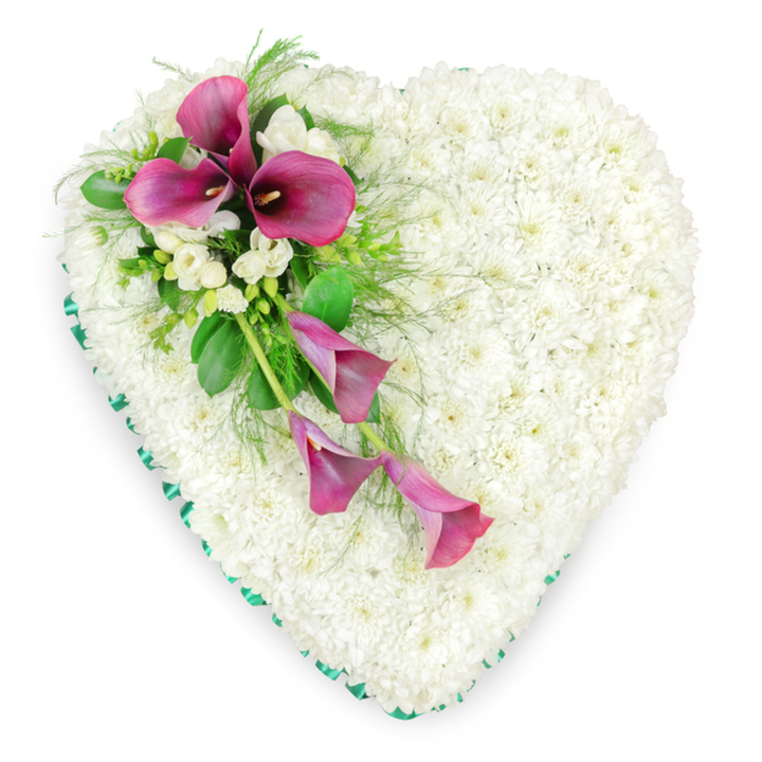 Captured from directly above, this large heart-shaped funeral tribute rests against a pristine white background, its shape perfectly defined and gently rounded at every curve. The entire body of the heart is densely composed of small, pristine white spray chrysanthemums, each bloom tightly packed to create a smooth, velvety surface that suggests purity, calm, and a soft place for memories to rest. Along the outside edge, a band of emerald green satin ribbon is carefully folded and fixed, following the heart's outline with precise, even pleats that lend a tailored, almost garment-like finish. Crossing the upper left portion of the heart is an elegant diagonal spray of deep magenta and fuchsia calla lilies. At the top of this spray, several lilies are fully open, their sculpted, funnel-shaped spathes curving gracefully around dark central spadices that draw the eye in. From this cluster, two or three slimmer, partially open lilies drift downward towards the centre of the heart, adding a sense of gentle cascade and movement. Interspersed with the calla lilies are delicate clusters of white freesia or similar small, trumpet-shaped flowers, their lighter texture and subtle fragrance implied in the way they soften the arrangement. Around and beneath the spray, rich green foliage fans outward: broad, glossy leaves provide structure while feathery fern-like fronds add a lacy, intricate edge. Every detail is composed with quiet intention, from the symmetry of the chrysanthemum base to the flowing diagonal of colour. Crafted by a skilled Clerkenwell florist who understands the needs of local families arranging services near Farringdon and Smithfield, this floral heart offers a dignified, heartfelt symbol of remembrance, sympathy, and enduring love.