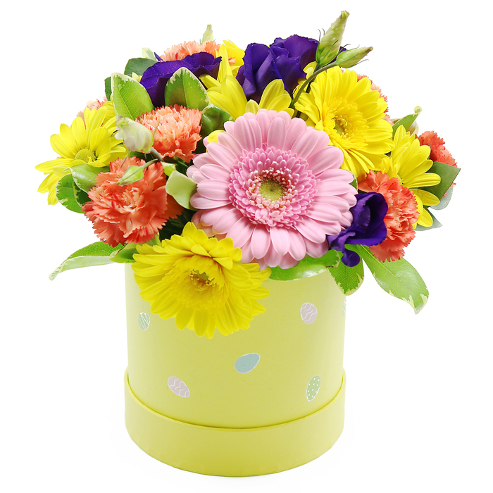 This Easter hatbox arrangement presents a luxuriant dome of spring flowers that seems to glow against its clean white background, much like Clerkenwell's hidden courtyards coming alive with colour in April. The composition is tightly built and symmetrical, offering a sense of generosity and order. Front and centre is a single, prominent Gerbera daisy in a gentle shade of light pink, its many narrow petals fanning out from a pale, fresh green central disc. Surrounding this focal bloom is a lively ring of vivid yellow chrysanthemum-type flowers, each one with fine, radiating petals that catch the light and add a feeling of bright, uncomplicated happiness. Threaded among the yellows are coral-orange carnations, their ruffled edges and layered petals bringing a soft, cloud-like texture and a warm tone that bridges the yellow and pink. Deeper within the bouquet, rich violet-purple lisianthus flowers peek through, adding depth, drama, and a subtle touch of elegance. Fresh greenery, including glossy leaves and a few softly variegated stems with lighter edges, supports and frames the blooms, giving the arrangement structure and a feeling of natural abundance. All of this is cradled in a cylindrical hatbox-style container in a pastel lime-yellow shade, smooth and contemporary in shape. The box is decorated with scattered pastel Easter eggs in pale blue, pink, white, and light green, some eggs embellished with tiny dots and fine stripes, subtly reinforcing the holiday theme. The overall mood is festive yet refined, suitable as a centrepiece for an Easter lunch near St John Street, a bright seasonal accent for a studio by Clerkenwell Green, or a thoughtful spring gift delivered to someone who needs a lift after a long winter.