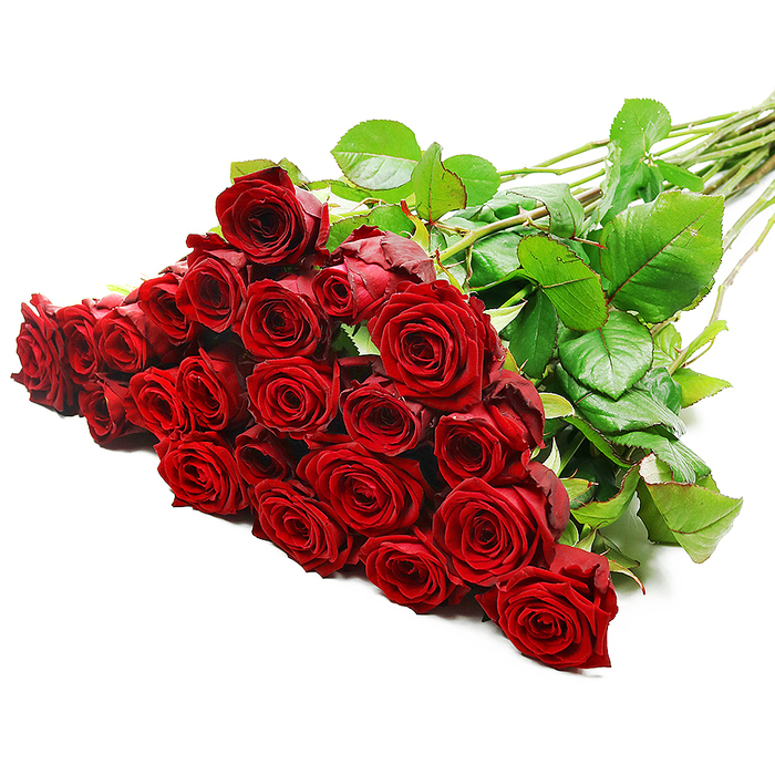 A sumptuous bundle of long-stemmed red roses rests gracefully on a pristine white surface, angled so that the lush heads of the flowers dominate the foreground on the left while the stems stream away to the right. The bouquet looks wonderfully generous, containing around two to three dozen blooms, each rose showcasing densely layered petals in a rich, velvety crimson that evokes traditional romantic gestures in Clerkenwell. At the heart of each flower, the petals form a tight, spiralled centre, gradually relaxing into fuller, more open curves toward the outer edges, giving the impression of depth and softness. The colour is a deep, passionate red with subtle variations where the light strikes, almost like satin fabric catching a spotlight. Surrounding the blossoms, glossy, mid- to dark-green leaves provide a natural frame, their edges crisp and slightly serrated, adding texture and contrast. Long, clean stems stretch diagonally across the white background, a few discreet thorns visible along their length, reinforcing the authenticity and freshness of the roses. The lighting is bright and evenly distributed, similar to a professional studio or a well-lit display area in a Clerkenwell florist near Hatton Garden, bringing out the fine details of every petal and leaf without harsh shadows. The bouquet appears ready to be lifted and presented as a heartfelt statement: perfect for an anniversary, a meaningful apology, or a grand romantic gesture that might accompany a special evening around Smithfield or a celebration in one of the area's converted loft apartments. The overall mood is one of timeless elegance, warmth, and deeply felt emotion.