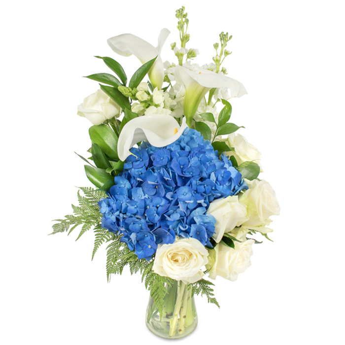 This composition, photographed on a plain white background to keep every element legible, is a study in cool contrasts and graceful line. Dominating the arrangement is a compact, plush cluster of deep blue hydrangeas - their many small petals forming a velvet-like mass that commands attention and sets a cool, composed mood. Encircling the hydrangea and filling the lower tiers are creamy white roses with compact, layered petals that appear soft to the touch and emit a faint, classic rose scent. Lifting above the main mass, several white calla lilies extend in elegant trumpets; their smooth, luminous spathes catch light in a way that feels almost porcelain-like and introduces a vertical, architectural rhythm. Slim white spires - snapdragons or stock - project upward and outward, adding a delicate, textural contrast and a slightly whimsical note. Interwoven throughout are glossy dark-green leaves and lighter, feathery fern fronds that cascade slightly over the rim of the vase, softening the overall outline and providing a natural, garden-picked feeling. The clear glass vase is simple and tapered, revealing neatly trimmed stems and fresh water that speaks to careful handling and daily maintenance. Visually and emotionally the bouquet conveys serenity, dignity and freshness - qualities suited to sympathy and remembrance, refined anniversary gifts, or an elegant dining table centerpiece. I can picture this delivered to a home along Farringdon Road or left as a tranquil sympathy tribute near Leather Lane, where its cool blue and white palette will read as both comforting and refined.