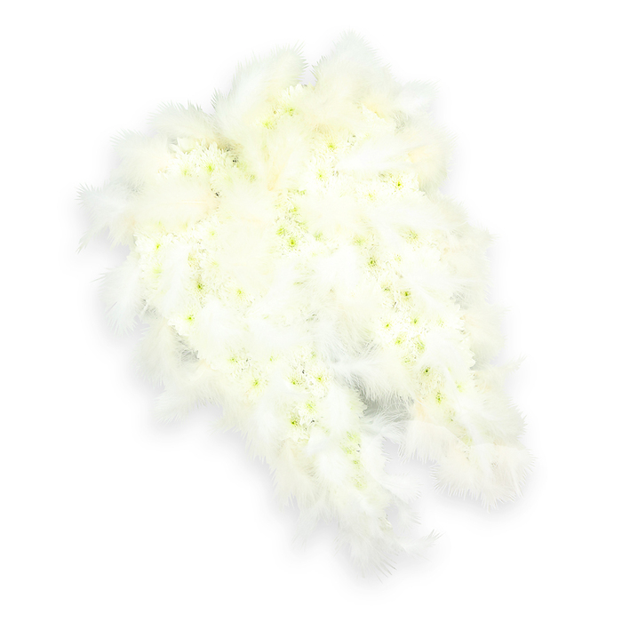 A beautifully composed angel-wing floral tribute appears to almost hover against a clean white backdrop, its soft contours and gentle colours inviting quiet reflection. Each wing is meticulously formed from masses of small, tightly clustered white blooms, likely miniature carnations or delicate chrysanthemums, arranged with the precision of an experienced florist. The petals layer over one another to create a plush, velvety texture, while tiny centres of pale green and whisper-soft yellow bring subtle life and movement to the all-white design. Along the outer curves of the wings, generous sweeps of downy white feathers are woven into the flowers, following the natural arc of a real wing and adding a luminous, ethereal halo around the tribute. These feathers feel almost weightless, like a breath of air, reinforcing the spiritual symbolism of angels and protective guardians often chosen for funerals and memorials. The lighting is soft and even, with delicate highlights picking out the ruffles of each petal and the fine strands of each feather, while a faint shadow beneath the arrangement gives a sense of depth and dimension. The wings face outward slightly, suggesting an embrace or a gentle gesture of farewell, the kind of loving detail that might bring comfort during a service in one of Clerkenwell's historic churches or intimate chapels. This image reflects a classic sympathy arrangement, the sort of refined angel-wing tribute a Clerkenwell florist might prepare for same-day delivery to a local funeral director, crematorium, or family home, offering a pure white expression of peace, remembrance, and the hope of a serene onward journey.