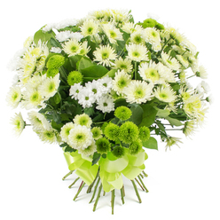 A lush dome of chrysanthemums fills the frame, set against a bright, uncluttered white background that lets every tone of white, cream, and green sing. The bouquet is densely arranged, giving it a generous, hand-crafted look, as though it has just been tied by an experienced florist in a Clerkenwell workshop. Large chrysanthemum blooms in creamy off-white unfurl in many delicate layers, their petals soft and slightly curled at the tips, revealing pale greenish-yellow centers that glow subtly at the core. Threaded between them are sprays of dainty white chrysanthemum florets, reminiscent of miniature country daisies, adding openness and lightness to the rounded silhouette. Scattered deliberately throughout are distinctive lime-green button chrysanthemums, perfectly rounded and tightly petalled, creating small islands of vivid colour and tactile texture that invite the eye to travel across the design. The interplay of these zesty green buttons with the soft white blooms suggests the feeling of a cool morning walk through nearby Spa Fields or along Clerkenwell Green in early spring. Deep green foliage nestles beneath and around the flowers, shaping the bouquet and giving it depth, while the stems extend downward, neatly aligned. A wide satin ribbon in fresh lime green wraps firmly around the gathered stems, finished in a graceful bow whose loops rest just above the cut ends. The ribbon's sheen adds a polished, gift-ready finish, making this bouquet perfectly suited for same-day delivery to offices around Farringdon, loft apartments near St John Street, or quiet homes off Rosebery Avenue, where its serene yet invigorating colours can offer congratulations, comfort, or a simple moment of peace.