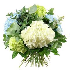 A generously proportioned hydrangea bouquet dominates the frame, resting against a clean white backdrop that throws every colour and petal detail into sharp relief. In the very middle, like a soft pillow of blossom, a large creamy white hydrangea bloom opens in a rounded sphere, each tiny floret layered over the next to create a plush, downy texture. Encircling this central flower, rounded heads of pale sky-blue hydrangeas drift upward and outward, their cool pastel tones suggesting light drifting clouds over Clerkenwell Green on a quiet summer afternoon. At the lower edges and tucked toward the sides, fresh lime-green hydrangeas bring a burst of brightness, their chartreuse petals hinting at new growth and garden foliage after rain. Between and behind the hydrangeas, an abundance of greenery has been carefully woven: soft, silvery eucalyptus leaves, small and coin-shaped, add a cool, contemporary note, while deeper green leaves with a glossier surface provide structure and contrast, thickening the bouquet into a generous, rounded dome. Stems of both flowers and foliage gather neatly at the bottom, exposed in an elegant hand-tied bundle that speaks of expert floristry and readiness for a favourite jug or glass vase. The lighting is even and gentle, ensuring no harsh shadows, giving the arrangement a serene, calming feel suitable for illustrations of wedding florals, condolence gestures, or stylish home décor. It is easy to imagine this bouquet being delivered to an apartment near Farringdon, a design studio off Old Street, or a townhouse close to St Paul's, bringing a cool, soothing presence into the room.