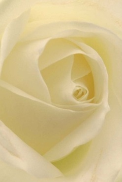 This intimate portrait captures the soul of a rose as seen by a seasoned Clerkenwell florist, its ivory and pale lemon petals swirling inward with serene precision. Each velvety layer appears almost translucent, gently lit by diffused window light that caresses cream and off-white hues without a single harsh edge. The effect evokes a slow-blooming dawn over Clerkenwell Green-a feeling of peace and anticipation, perfect for marking anniversaries or offering subtle gestures of love. Every line and contour reveals the artistry at play in our local workshops, where skilled hands coax each bloom into timeless symmetry. The gentle, swirling petals hint at a lingering scent-sweet, clean, and reminiscent of tranquil mornings spent wandering through Rosebery Avenue or the leafy courtyards nearby. This rose offers pure elegance in its form and detail, radiating both comfort and grace. It's a tribute to the quiet moments that make up our lives here in Clerkenwell, carefully crafted to deliver not just beauty but a genuine sense of belonging and thoughtful artistry.