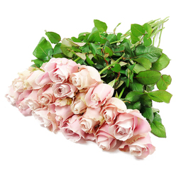 A high, softly lit view captures a full bouquet of approximately two dozen blush pink roses resting on a pristine white surface, the flowers fanning out in a loose diagonal sweep. Each rose is long-stemmed and beautifully formed, the petals unfurling in neat spirals that move from creamy blush at the outer edges to slightly deeper, almost dusty rose tones near the centre. Some blooms remain closely cupped, holding their promise in tight whorls, while others have opened enough to reveal layered, velvety petals that suggest a delicate, comforting fragrance. The overall palette is muted and soothing, with pale pinks and hints of very light lavender harmonising against the crisp white background, an effect that feels quietly elegant and deeply respectful. Around the roses, dense clusters of dark green leaves frame the blossoms, their rich colour and firm texture underscoring the bouquet's freshness, as though it has been prepared that morning in a Clerkenwell studio near Exmouth Market. The long green stems, gathered and aligned towards the edge of the image, show through the foliage, adding a sense of structure and strength beneath the softness. There is a gentle, almost meditative rhythm to the composition, as if the flowers have been laid down with care after being chosen to honour a memory or bring comfort. The bright, even light flattens distractions and invites the eye to rest on the subtle curves and shading of each petal. This refined cluster of pastel roses feels ideal for sympathy flowers delivered across Clerkenwell, conveying compassion, remembrance, and a quiet presence when words are difficult.