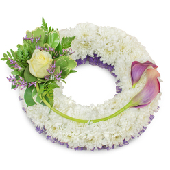 An elegant circular funeral wreath pictured against a crisp white backdrop, hand-designed to read as calm and reverent. The main body is a full, cushiony band of pristine white chrysanthemums, their many tiny petals creating a soft, tactile surface that symbolizes peace and remembrance. Subtly visible beneath the white blooms is a layer of deep purple mesh or ruffled lace, showing along the inner edge and lending a refined contrast without overpowering the composition. Nestled on the upper-left arc is a compact cluster that centers on a single cream-tinged rose, its petals unfurling with a gentle warmth. Surrounding the rose are lush green leaves - some variegated with pale margins - and delicate fern fronds, while petite sprigs of lavender-purple statice are threaded through to add texture and a muted echo of the deeper purple beneath. To the right, two calla lilies extend in graceful curves, their trumpet-shaped blooms graduating from rich mauve and deep plum at the tips into softer peach-pink and blush towards the base; their long green stems are woven into the chrysanthemum base, creating a flowing line across the lower-right quadrant. A solitary longer stem from the left cluster crosses the lower portion to anchor the design. Bathed in gentle, natural light, the wreath conveys quiet dignity and solace. Sourced and arranged with local care by Clerkenwell Flowers, it is suited for memorial services around Exmouth Market, Leather Lane and nearby Farringdon, and is arranged for respectful delivery across the Clerkenwell neighbourhood.