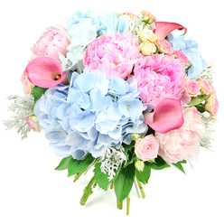 Captured against a pure white backdrop, this opulent round bouquet feels like a breath of soft spring air drifting through the streets around Exmouth Market. Voluminous clusters of powder-blue hydrangeas dominate the composition, their many-petalled heads forming cushioned, cloud-like mounds that set a serene, cooling tone. Tucked closely among them, lush peonies unfold in tiers of pink, from gentle ballet-slipper shades to more vivid rose and candyfloss tones, their ruffled petals creating a sense of movement and romance. Rising above and between these softer shapes, smooth, trumpet-like calla lilies in vibrant coral-pink and fuchsia curve elegantly, introducing clean, architectural lines and a contemporary edge to the design. Scattered throughout the bouquet are petite roses and spray roses in blush, shell pink, and soft creamy yellow, adding tiny whorls of petals and a nostalgic garden charm, as if picked from a hidden courtyard off St John Street. The foliage is thoughtfully layered: velvety, silvery-green dusty miller softens the palette and adds a cool, tactile texture, while darker, glossy leaves deepen the contrast and give the flowers a structured frame. All stems are gathered tightly at the base in a classic hand-tied style, creating a rounded, luxurious profile ready to be cradled in someone's arms. The bouquet radiates joy, affection, and gentle celebration, ideal for sending love to a Clerkenwell home, marking a special anniversary dinner on Cowcross Street, or bringing light and colour to a studio or gallery space nearby.