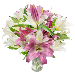 Framed by a pristine white backdrop, this abundant cluster of oriental lilies presents a refined duet of creamy white and vibrant pink-magenta flowers that read as both classic and contemporary. The composition reveals many lilies at peak bloom, their wide, star-like petals unfurling to expose delicate stamens and soft anthers, while scattered elongated buds at the crown and edges promise further opening over several days. The white lilies show a warm, off-white cream with faint yellow-green at the throat, a quiet counterpoint to the richer pinks whose velvety surfaces catch the light and reveal paler veins and central cream marks. Dense, dark green lanceolate leaves weave through the bouquet, creating a crisp structural backdrop and adding tactile contrast to the silky petals. A plain, transparent glass vase anchors the arrangement at the bottom centre, allowing a clear view of the submerged stems and water-details that signal freshness and careful floristry. The bright, even lighting highlights petal texture and hue saturation, while suggesting a faint, uplifting fragrance that recalls early-morning walks past Leather Lane market or the benches of Spa Fields. This bouquet reads as an elegant gift for anniversaries or housewarmings and is described here for clarity to visually impaired visitors: abundant oriental lilies, mixed white and deep fuchsia tones, glossy green foliage, clear glass vase with visible stems-perfect for same-day Clerkenwell delivery or collection near Farringdon Station.
