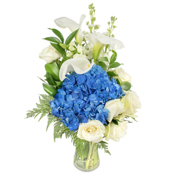 Presented against a crisp white backdrop, this elegant floral design reads like a quiet poem in blue and white. A voluminous, rounded mass of intense blue hydrangeas forms the visual heart, its texture almost cushion-like beneath the fingertips and offering a cool, dramatic focal point. Around its base and mid-section, fully opened creamy white roses unfurl in soft, layered spirals, their velvety faces catching light and suggesting a gentle, classic scent. Rising above these is a cluster of pristine white calla lilies with smooth, trumpet-shaped spathes and a subtle green wash near the stem - sculptural elements that lend vertical grace and a refined silhouette. Narrow spikes of delicate white snapdragons weave through the upper area, their petite florets providing a playful, architectural contrast to the roundness of the hydrangea. Rich, glossy green foliage, likely salal or lemon leaf, and airy leatherleaf-style ferns thread around the blooms, some fronds cascading to soften the vase's base. The stems are neatly gathered and visible through the clear glass vase, which holds clean water and completes the composition with a transparent, contemporary finish. As a Clerkenwell florist I imagine delivering this in the neighbourhood - perhaps to a quiet flat near Exmouth Market or a study off St John's Square - where its serene palette suits sympathy, a thoughtful anniversary, or a tasteful event centerpiece. Clerkenwell Flowers often pairs these textures to communicate calm and refined sympathy, favouring freshness and readable form over fuss.