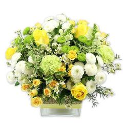 A full, rounded bouquet in a modern square glass vase glows with shades of yellow, white, and fresh green, the kind of bright, composed design you might expect to find in a Clerkenwell townhouse flooded with natural light. Yellow roses, some tightly furled and others fully opened to reveal their layered hearts, create a focal point of sunshine warmth, supported by dainty yellow spray roses that cluster between them like little echoes of the larger blooms. White pompom chrysanthemums stand out with their dense, spherical forms, each petal packed closely to the next, offering a soft, reassuring texture alongside the more defined rose petals. Threaded among them, lime green button chrysanthemums and larger, softly ruffled pale green flowers lend a playful yet sophisticated twist, mirroring the fresh, contemporary greenery you might see along Clerkenwell Road planters after a spring shower. The bouquet is enriched with varied foliage: broad, variegated leaves edged in cream, deeper green leaves that add shadow and contrast, and fine sprigs of filler greenery that curve gently outward. Tiny white, starry filler blossoms peek through the main flowers, giving the impression of scattered confetti. The clear glass vase, low and rectangular, reveals straight stems inside and is banded at the centre with a strip of rustic, woven material-perhaps raffia or bark-overlaid with a slim lime ribbon that brings the whole colour palette together. Presented against a clean white background, every bloom and leaf is clearly defined, radiating a mood of comfort, renewal, and quiet celebration. It feels perfectly suited to a thoughtful get-well gesture, a new home near Exmouth Market, or a simple thinking of you sent across EC1.