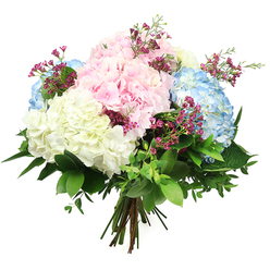 A luxurious pastel hydrangea bouquet sits against an immaculate white background, as if resting on a sunlit workbench in a Clerkenwell florist's studio. Large, spherical heads of hydrangea in powdery pink, airy sky blue, and soft cream are clustered closely together, creating a billowing, cloud-like mass of petals that feels both generous and soothing. Each head is built from hundreds of small, four-petalled florets, their edges gently ruffled, giving a sense of plush volume and subtle movement. Threaded among these substantial blooms are fine sprigs of deep fuchsia filler flowers, reminiscent of waxflower, whose tiny blossoms create a delicate lace of colour that dances between the larger heads. A lush halo of foliage cradles the arrangement: wide, dark green hydrangea leaves with a slightly glossy finish anchor the design, while smaller, more delicate leaves in lighter green tones add texture and a freshly-picked-from-the-garden charm. The stems are cleanly trimmed and securely tied at the base in a hand-tied style, clearly ready for a vase on a Clerkenwell dining table or home office near Exmouth Market. The lighting is soft and even, with gentle shadows that accentuate the rounded form of the bouquet and the interplay of pastel shades. The mood is calm, tender, and uplifting, making this arrangement ideal for birthdays, new baby celebrations, quiet anniversaries, or as a comforting gesture during difficult times, capturing the understated elegance and creative warmth that characterise much of Clerkenwell.