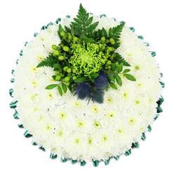 Viewed from overhead against a bright white backdrop, this circular funeral cushion resembles a pool of soft light, carefully crafted from hundreds of pristine white chrysanthemum blooms. Each small flower is closely set to its neighbour, petals overlapping like tiny silk ruffles, creating a flawless, pillow-like surface with a gentle texture you can almost feel under your fingertips. Their faintly green centres lend a subtle, natural warmth to the otherwise pure white, echoing the quiet, reflective mood of a farewell service. Encircling the tribute is a meticulously pleated satin ribbon in deep emerald green, its glossy folds forming a scalloped frame that keeps the eye contained within the circle. Near the top centre, a lush focal cluster breaks the stillness with a burst of vibrant greens and cool blue. A vivid lime spider chrysanthemum sprays out dramatically, surrounded by clusters of bright green Hypericum berries and layers of polished foliage, including airy fern fronds. Tucked confidently into the heart of this cluster sit two round, prickly Scottish thistles in muted indigo and violet tones, their spiky form adding contrast and hinting at Scottish heritage or personal symbolism. The design has the quiet grace of a tribute you might see carried into a funeral service near Exmouth Market or laid gently at a memorial in one of Clerkenwell's peaceful courtyards. It feels fresh, cool, and composed, a floral cushion that brings solace, expressing sympathy and respect while still offering a touch of personality and pride.