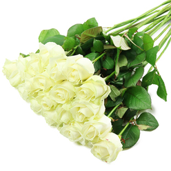 A generous spray of white roses is displayed on a spotless white surface, the composition running in a graceful diagonal from the lower left of the frame to the upper right, echoing the clean lines of Clerkenwell's modern studios. Around two dozen roses are gathered in a dense, luxurious mass of blooms, their petals creamy white with a hint of ivory glow at the centres. Most of the flowers are in that perfect stage between tight bud and full opening, where the outer petals just begin to loosen and curl, creating a soft, spiralled form that feels both poised and full of promise. Close inspection reveals a faint wash of pale green on the outermost petals of some roses, a sign of their freshness and careful conditioning by an experienced florist. The stems beneath are long, strong, and a rich bottle green, banding together then fanning outward, suggesting natural movement and fullness. Deep green leaves with slightly serrated edges and the occasional reddish undertone frame the lower portion of the bouquet, offering a striking contrast against both the white petals and the white background. Gentle, even lighting washes over the entire arrangement, highlighting the velvety texture of each petal and the subtle gloss of the foliage, while keeping the mood calm and contemplative. This image feels like a quiet moment in a Clerkenwell Flowers workroom, capturing a white rose bouquet destined for a wedding at a nearby townhouse, a peaceful sympathy tribute, or a simple, heartfelt delivery to an office off St John Street, where its understated beauty will bring a sense of calm and grace.