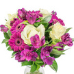 A lush, rounded bouquet staged against a pure white backdrop, its colours singing in clear daylight: deep magenta Gerbera daisies take the lead with broad, flat petals and slightly darker central discs that read almost like joyful punctuation marks. Interspersed among them are soft, creamy white and pale lemon Lisianthus (Eustoma) with their ruffled, bell-shaped petals; their delicate, satiny texture and gently cupped forms bring a whisper of refinement to the composition. Clusters of purple and fuchsia Alstroemeria - Peruvian lilies - add a complex, painterly depth, each trumpet-like petal often freckled with tiny darker markings that catch the eye. A generous framework of glossy, dark green foliage, from broad leaves to narrower, sword-like blades, gives the bouquet its full, polished silhouette and creates a striking contrast that makes the blooms pop. The arrangement sits in a hint of clear glass at the base, grounding the design while the white background sends all attention to the flowers' shapes and hues. In soft morning light the cream and magenta read fresh and uplifting; the Lisianthus lends a tender, almost nostalgic scent while the roses' absence lets the Alstroemeria's subtle spice and the Gerberas' bright cheer dominate the bouquet's mood. This piece has been arranged with careful density and balance - petals layered, sprays positioned to allow glimpses of foliage and pattern - so it feels both professionally composed and warmly spontaneous. Perfect for a Mother's Day gift, birthday, or to brighten a sitting room near Clerkenwell Green or Exmouth Market, the bouquet translates lively colour and quiet elegance into a simple, heartfelt presence suitable for home decoration, a thoughtful delivery, or a cheerful event accent.