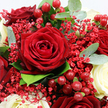 This richly textured close-up reveals an opulent bouquet of red and white flowers that radiates romance and celebration, as though set on a candlelit table in a Clerkenwell townhouse near Exmouth Market. At its heart lies a single, fully opened deep crimson rose, its velvety petals curving outwards in a flawless spiral, each layer subtly shaded from dark ruby at the base to softer red at the edges. Encircling it are several more dark red roses, some tucked partially behind others, their lush petals overlapping to create a sense of fullness and depth, like a chorus supporting a soloist. Creamy white roses weave between the crimson blooms, their smooth, rounded petals offering a gentle lightness that calms the intensity of the reds and suggests sincerity and devotion. Dainty sprays of scarlet Gypsophila add fine, airy texture, each tiny blossom perched on a slender stem, forming an almost cloud-like halo that softens the overall composition. Bright red Hypericum berries, perfectly round and glossy, cluster in small groups throughout, catching highlights and adding a playful, jewel-like sparkle that hints at festive occasions or winter celebrations. Eucalyptus leaves in soft, silvery-green tones mingle with darker green foliage, their rounded shapes and matte finish providing a cool, refreshing backdrop that enhances the warmth of the roses. The lighting is gentle and even, revealing every curve and contour without harsh contrasts, as though the bouquet were photographed in soft afternoon light drifting through a Clerkenwell studio. This is an arrangement made for heartfelt moments-anniversaries, Valentine's surprises, or special dinners across EC1-capturing the craftsmanship of skilled local florists and the timeless emotion of red and white roses.