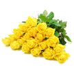 This close, high-resolution photograph reveals an elegant sweep of yellow roses arranged in a horizontal cluster, poised against a pure white background that makes every nuance of petal and leaf stand out. There are about twenty-four roses gathered together, their heads slightly overlapping so that the viewer is drawn into a continuous wave of sunshine tones. Some blooms are still fairly closed, displaying that classic rosebud spiral at their heart, while others have opened more freely, showing multiple layers of velvety petals curling softly outward. The yellow colour is clear and bright, neither too sharp nor too pale, evoking the gentle warmth of a quiet sunrise over the rooftops of Clerkenwell. Deep, rich green foliage surrounds and supports the flowers, with leaves that look freshly cut-edges crisp, surfaces subtly veined, and a few stems bearing modest thorns that speak to the natural character of the roses. The lighting is soft and consistent, with no strong shadows, so the bouquet appears serene and almost weightless against the white. Though yellow roses often speak of friendship and joy, here their calm composition and gentle glow also suggest comfort and hope, making this arrangement especially suitable for a sympathy bouquet or condolence flowers delivered to a home or service near Clerkenwell, Barbican, or the surrounding streets. The overall impression is one of quiet tenderness-a simple, beautiful way to express support and remembrance when words are difficult.