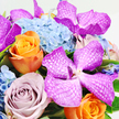This image shows a sumptuous floral arrangement photographed from above against a clean white background, the neutral setting allowing the colours to glow with particular intensity. The eye is first drawn to the glamorous Vanda orchids, whose large, fuchsia petals are richly saturated and detailed with fine, white, lace-like veins, giving them an almost patterned fabric appearance. They are positioned so that they seem to crown the arrangement, a touch of the exotic in the heart of Clerkenwell. Surrounding and supporting them, generous heads of pale blue hydrangea create a soft, billowing foundation. Each tiny hydrangea bloom contributes to a cloud-like effect, the cool blue shades offering a soothing counterpoint to the boldness of the orchids, much like the calm of Spa Fields or Clerkenwell Green on a quiet morning. Threaded between these blooms are roses in warm and cool tones: a bright, orange rose toward the lower left side catches the light on its tightly furled petals, radiating warmth and joy, while a nearby dusky lavender rose brings in a gentler, more nostalgic feeling, as if inspired by vintage interiors along Rosebery Avenue. Small touches of fresh green foliage peek out here and there, punctuating the design with hints of garden freshness. The lighting is even and soft, creating a luminous effect across the petals and highlighting the bouquet's careful craftsmanship. The overall impression is one of refined luxury and celebration, an arrangement that would sit beautifully as a centrepiece in a Clerkenwell townhouse or arrive as an elegant, same-day-delivered gift to mark a birthday, promotion, or special dinner.
