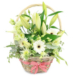 A beautifully curated wicker basket of white and green flowers is shown against a pure white background, radiating calm, timeless elegance that would sit comfortably in a Clerkenwell loft or by a window overlooking Spa Fields. The basket is crafted from pale, natural wicker, tightly woven with visible texture and crowned by a smooth, sturdy handle that arches gently above the arrangement. Around the base, a red and white gingham ribbon tied in a crisp bow provides a nostalgic, country-style detail, softening the overall design. Inside, the flowers emerge in a harmonious blend of shapes and tones. Tall white Oriental lily stems hold a mixture of tight, pointed buds and partially open blooms, their creamy petals just beginning to curl back, hinting at the fragrance still to develop. Nestled alongside them, white Gerbera daisies display perfectly arranged petals around light centres tinged with green or soft yellow, adding a fresh, graphic touch. Pale green and ivory eustoma, or lisianthus, with their frilled, layered petals, weave through the design, creating gentle pockets of softness, while clusters of small, star-like flowers and spiky white and green chrysanthemums fill in the gaps, making the basket appear lush yet airy. The greenery is rich and carefully chosen: deep green leaves provide a solid backdrop; rounded eucalyptus adds a cool, silvery tone; and variegated trailing foliage spills just over the edge like a small cascade. The overall impression is one of freshness, purity, and quiet joy, making this design perfect for anniversary celebrations, thoughtful get-well wishes, or as a refined centrepiece in an EC1 office or home, as though freshly created by a local Clerkenwell florist that understands both style and sentiment.