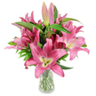 A jubilant, abundant bouquet of deep pink oriental lilies fills the frame, the blooms standing tall and open in a simple, clear glass vase against a pristine white studio backdrop. Each lily reads like a small sunburst: six broad, star-shaped petals in fuchsia and rosy pink that gently curve back to reveal lighter, almost creamy centres with a subtle chartreuse wash at the throat. The contrast of dark burgundy stamens dusted with pollen against the pale throat and vivid petals gives the composition a lively, tactile detail you can almost feel. Scattered among the open flowers are long, tapering buds-some slim and pale-pink, others richer and tinged with green at the tips-promising stages of opening that stretch the bouquet's life across days. Lush, lance-shaped green leaves provide a cool, textured frame, their glossy surfaces catching soft studio light and grounding the vivid pinks with verdant depth. The transparent vase shows neatly trimmed stems submerged in clear water, a quiet proof of freshness and careful handling; the arrangement sits on an unadorned white surface so the colour and botanical structure read without distraction. There's a faint sense of scent in the description-the heady, honeyed perfume of lilies-inviting a slow breath and a moment of calm. This image reads as both celebratory and elegant, suitable for birthday surprises, a cheerful Mother's Day gift, or to lift a quiet corner of a Clerkenwell flat near Exmouth Market, where a vase of such blooms might brighten a narrow kitchen counter or a sunlit windowsill.