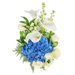 A vision of composed serenity: a vertically presented hand-tied bouquet photographed against a pure white backdrop, where cool blue and creamy white tones sit in calm conversation. At the visual centre a dense dome of deep blue hydrangea forms a plush, almost cloud-like focal point; each tiny floret contributes a velvet, layered texture that reads like the blue of a clear morning by Spa Fields. Above and interwoven into that blue mass, three sculptural white calla lilies rise with trumpet-shaped grace, their smooth, waxy petals curling into elegant arcs and revealing slender yellow spadices that catch the soft, natural light. Scattered through the composition, creamy white roses open in classic, full-petaled rosettes, their rounded forms bringing a gentle, familiar softness. Vertical accents of white stock (and a few snapdragon-like spikes) add lift and an airy, fragrant note, while broad glossy leaves provide deep, verdant contrast and leatherleaf-style fern fronds introduce a fine, feathery texture along the edges. The overall palette - bright cobalt blue, clean ivory, and lush green - creates a feeling of quiet dignity and modern simplicity, a bouquet that soothes and uplifts. The lighting is soft and clear, giving the whites a warm glow while keeping the blues crisp and electric; the arrangement feels equally suited to offering solace or to marking a thoughtful milestone. As a local Clerkenwell selection, it carries the restrained elegance you might choose for a reception near Exmouth Market or a considerate gift delivered around Farringdon, designed to comfort, calm, and quietly impress.