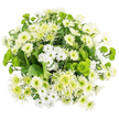 Aerial photograph of a rounded white and green chrysanthemum bouquet, arranged so tightly that it forms a complete, cushion-like circle against a pure white background. The flowers are grouped in a harmonious mix of shapes and textures: dainty white spray chrysanthemums with fine, regular petals surround small greenish centres, giving a gentle daisy effect, while fuller, more traditional white mums create larger, plush focal points. Some blooms display slightly longer, loosely arranged petals with a touch of ruffle, almost like soft feathers, which introduces a sense of light movement in the otherwise structured design. Bright green button and Santini chrysanthemums dot the bouquet like little pom-poms, their velvety, spherical forms adding lively chartreuse notes that recall fresh shoots in one of Clerkenwell's pocket parks, perhaps near Spa Fields or St James's Church Garden. A few lime-toned cremon or spider chrysanthemums stretch out spiky, slender petals from pale green cores, lending a modern, slightly whimsical accent. Deep green foliage outlines and supports the mass of blooms, with broad, textured leaves visible between flowers and at the edges, providing contrast and depth. The lighting is bright and even, highlighting the crisp whites, subtle creams, and varying greens without casting harsh shadows, so the entire arrangement looks clean and invigorating. This bouquet conveys an atmosphere of quiet renewal and understated elegance, suitable for same-day delivery around Clerkenwell to send a message of comfort, a simple thinking of you, or a calm, contemporary greeting to homes and studios near Exmouth Market, Farringdon, or Old Street.
