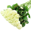 A lush cascade of white roses rests diagonally on a spotless white surface, the kind of careful presentation you might see just before a bouquet is wrapped for delivery from a Clerkenwell florist. The blooms, numbering around two dozen, cluster densely in the lower left of the frame, then gradually thin as the stems trail towards the upper right corner. Each rose is a study in classic elegance: petals begin tightly coiled at the centre, then soften outward in overlapping layers, forming rounded cups of creamy, luminous white. On some outer petals there is the faintest blush of pale green, a natural detail that signals how recently these stems were cut and conditioned. The bouquet's stems are long, straight, and richly green, gathered together in a smooth bundle before gently splaying, which gives the image a sense of balance and flowing movement. Along the stems, deep green leaves with subtle serrated edges and occasional reddish undertones create a full, textured backdrop for the pale blooms, their darker tones standing out clearly against the white background. The lighting is bright and diffuse, almost like soft daylight filtering into a Clerkenwell studio, emphasizing the velvety look of the petals and the clean lines of each leaf without casting strong shadows. Overall, the arrangement conveys a feeling of quiet purity and understated luxury, a white rose bouquet suited to intimate weddings near St John's Square, elegant condolence tributes, or same-day deliveries to creative offices along Clerkenwell Road, where its calm, refined beauty offers comfort and gentle celebration in equal measure.